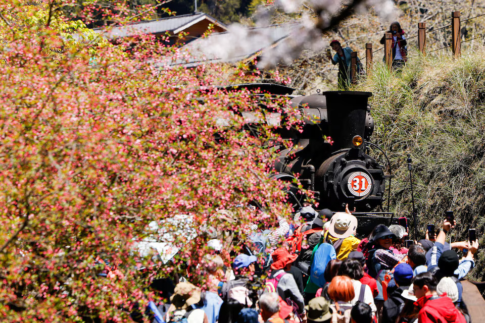 [2/6]People take photos of the special ‘cherry blossoms-themed’ train with a century-old steam locomotive and open air carriages, at Alishan National Scenic Area in Chiayi, Taiwan March 25, 2025. Photo: Reuters