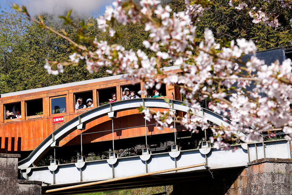 [3/6]People ride on the special ‘cherry blossoms-themed’ train, with a century-old steam locomotive and open air carriages, at Alishan National Scenic Area in Chiayi, Taiwan March 25, 2025. Photo: Reuters