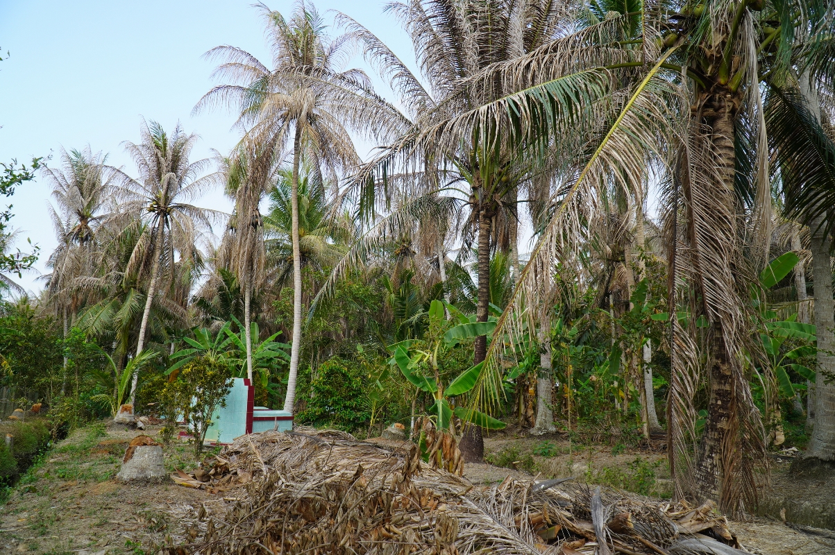 A coconut grove in Ben Tre Province, southern Vietnam. Photo: Mau Truong / Tuoi Tre