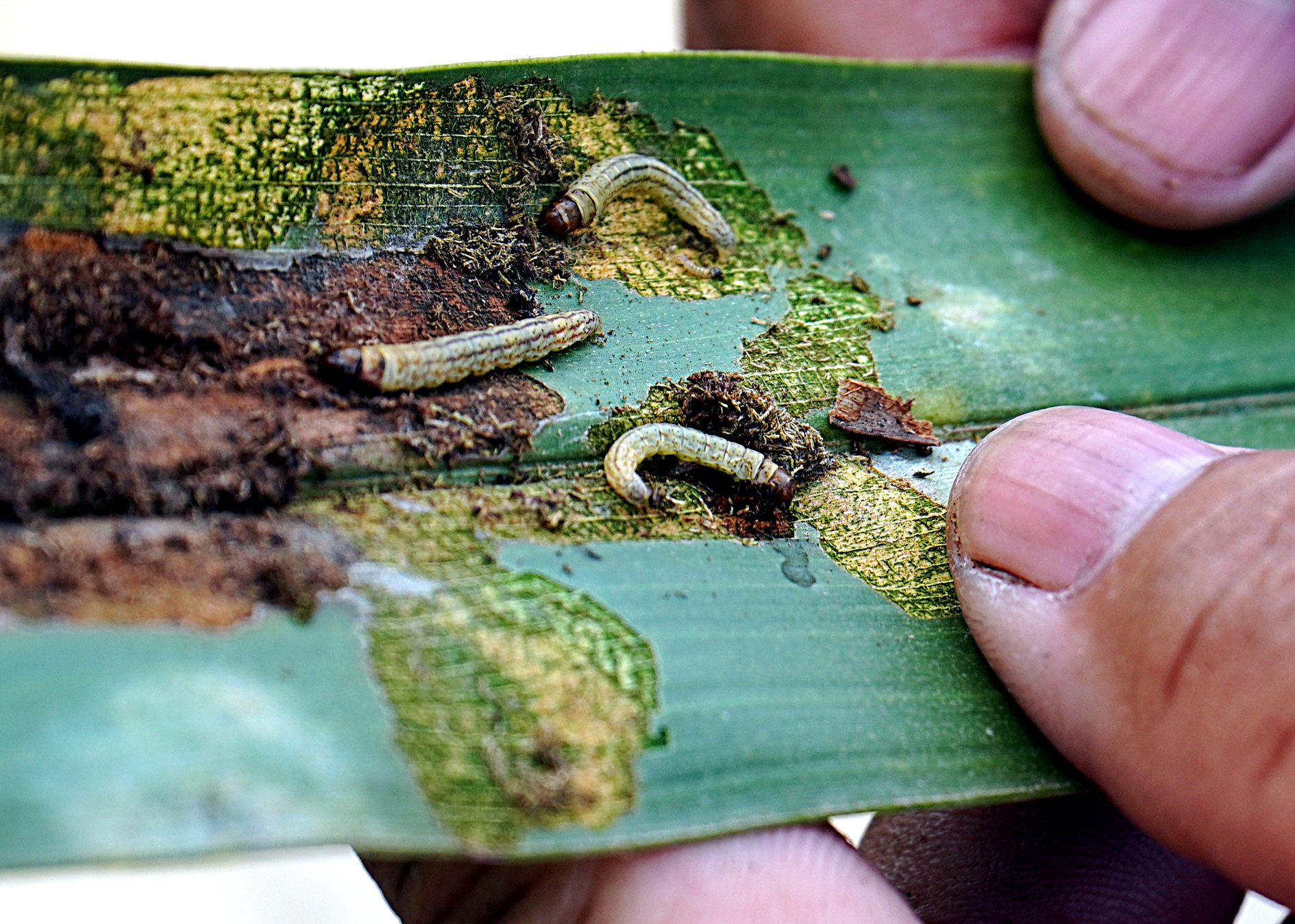 Coconut black-headed caterpillar (Opisina arenosella), a pest that has plagued coconut trees in the Mekong Delta for years. Photo: Mau Truong / Tuoi Tre