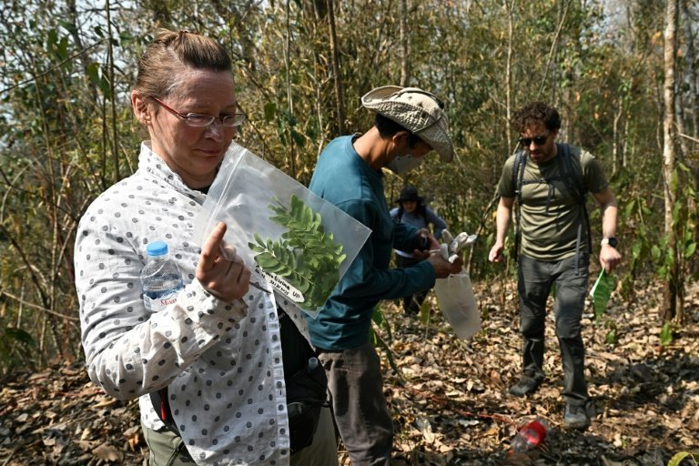 Leaves from the target trees will undergo genetic sequencing. Photo: AFP