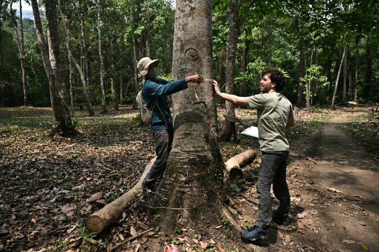 British and Thai scientists hope to learn which trees are more resilient to climate change. Photo: AFP 