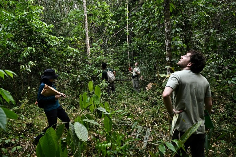 Finding samples of seeds, which can be in fruit dozens of metres from the ground, is not always easy. Photo: AFP 