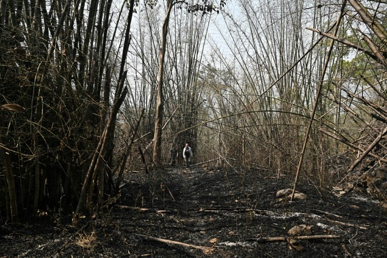 Wildfires are common in many of Thailand's protect forests during the spring agricultural burning season. Photo: AFP 