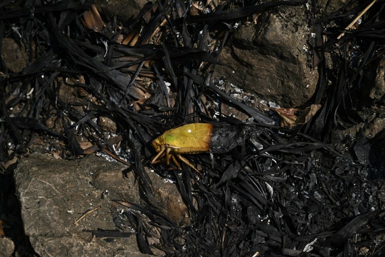 There were signs of the wildfire's effect on wildlife, including a charred cicada. Photo: AFP