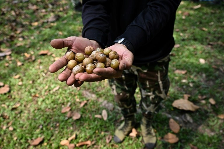 Seeds must be checked at each collection site for signs of rot or insect infestation. Photo: AFP 