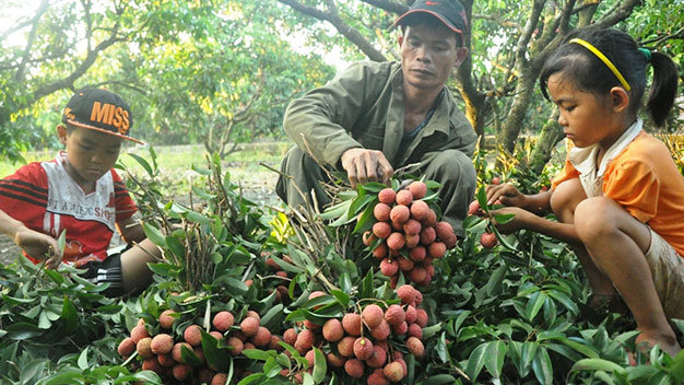 Người trồng vải VN có nhiều hi vọng hơn cho đầu ra của trái vải khi Mỹ mở cửa thị trường cho trái cây này - Ảnh: Quang Thế