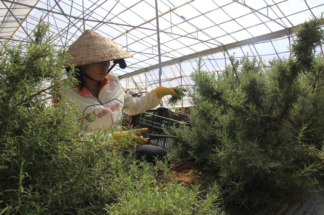 Rosemary (cây hương thảo) có giá cao nhất trong các loại rau thơm Tây - Ảnh: Yến Trinh