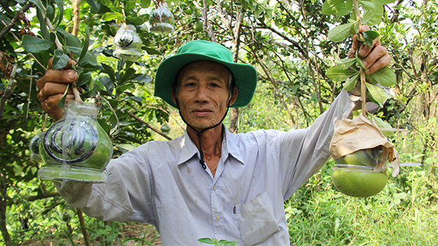 Đào tiên hồ lô của ông Quốc đã được đặt mua - Ảnh: L.Dân