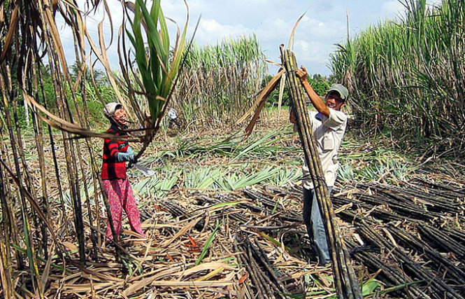 Thu hoạch mía tại xã Đại Ân 1, huyện Cù Lao Dung, Sóc Trăng -  Ảnh: Trung hiếu