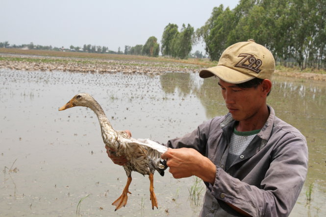 Anh Nguyễn Văn Liếp (huyện Tân Hồng, Đồng Tháp) nuôi đàn vịt thả đồng hơn 5.000 con - Ảnh: V.Trường