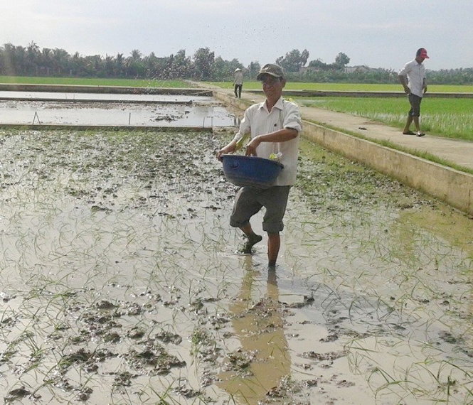 Thực hành gieo sạ trên cánh đồng tỉnh Long An - Ảnh tư liệu