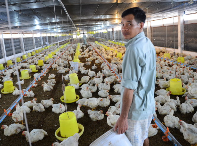 Điều tra chống bán phá giá với thịt gà Mỹ không dễ thực hiện,  do Hiệp hội Chăn nuôi và các doanh nghiệp chưa có sự chuẩn bị cần thiết - Ảnh: THUẬN THẮNG