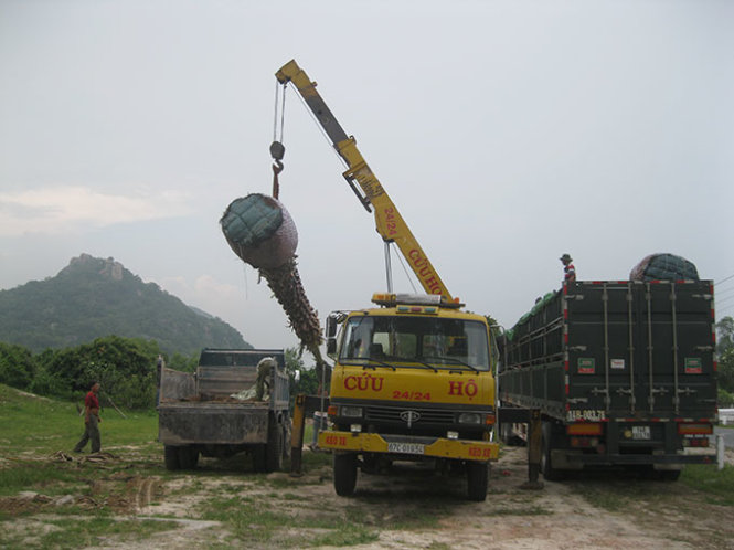 Nhiều ngày qua các xe Rơ – móc “khủng” như thế này vào vùng Bảy núi vận chuyển thốt nốt công khai - Ảnh: Bửu Đấu