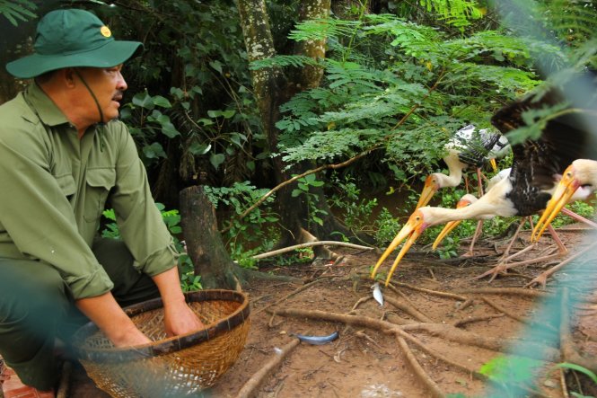 Vừa thấy ông Cương, lũ chim giang sen vui mừng như gặp “tri kỷ” - Ảnh: chí quốc