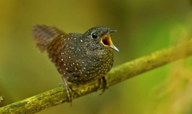 Một loài khướu đất hung mới - Ảnh: WWF