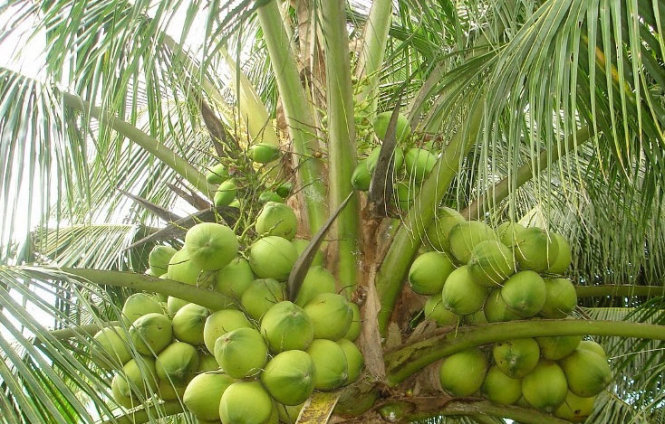 Không trồng dừa