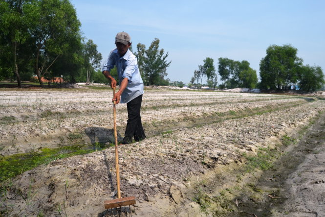 Hai sào nén, củ kiệu của gia đình ông Nguyễn Văn Huệ (xã Bình Nguyên) bị hư hỏng do ngập nước  - Ảnh: Lê Trung