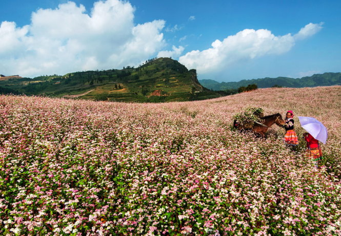 Những mùa hoa tam giác mạch Hà Giang luôn mời gọi những bước chân khám phá và để yêu hơn biên cương Tổ quốc - Ảnh: Trần Bảo Hòa