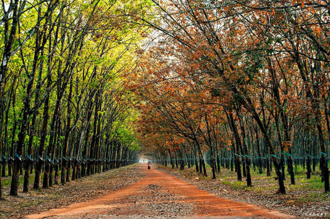 Một cánh rừng cao su ở Dầu Tiếng. Photo Cao Cát