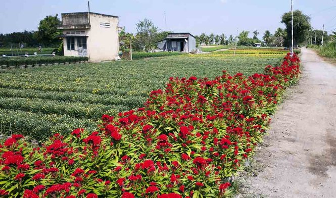Hoa mồng gà đã nở rộ