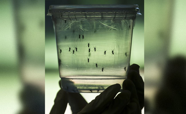 Nghiên cứu trên một loại virút Zika nhập khẩu, công ty dược phẩm ở Hyderabad đã phát triển được 2 loại vắc xin phòng ngừa virút Zika - Ảnh: NDTV