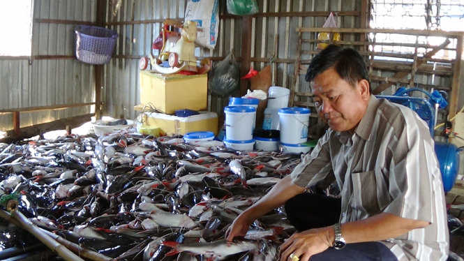 Ông Nhàn ngồi rầu rỉ bên đống cá Lăng Nha tiền tỷ vừa chết sáng nay 5 - 2 - Ảnh: BỬU ĐẤU