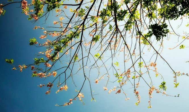 Đỗ Mai chào đón mùa Xuân ( trên núi Vũng Tàu) - Ảnh: Tran Duy