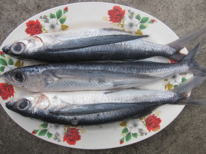 Cá chuồn vừa đánh bắt từ biển