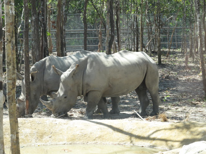 Các loài thú đang dần thích nghi với môi trường Vinpearl Safari Phú Quốc - Ảnh: Duy Khánh