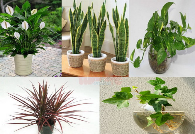 5 cây chưng trong nhà tốt cho sức khỏe của bạn.