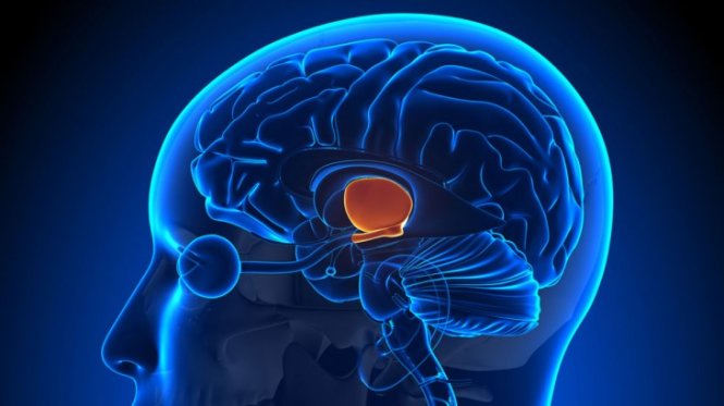 Nhóm 30 neuron vùng dưới đồi chịu trách nhiệm điều phối việc phóng thích oxytocin - Ảnh: Sivertimes