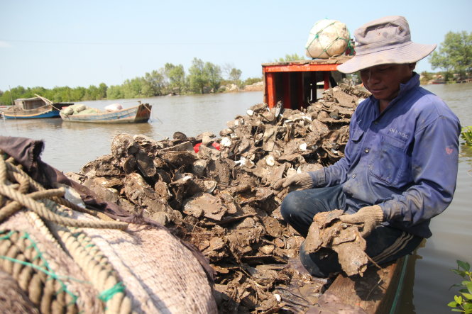Trên 90% hàu của nông dân Bình Đại (Bến Tre) bị chết, phải đổ bỏ - Ảnh: Mậu Trường