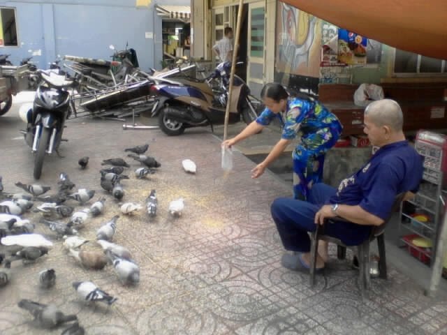 Bồ câu
