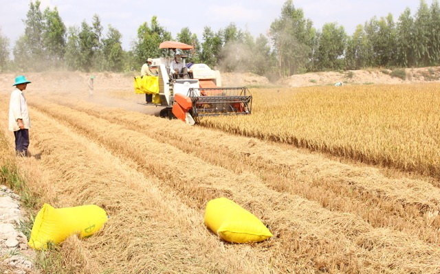 Lúa đông xuân muộn ở Long Phú (Sóc Trăng) cho năng suất thấp nhưng đổi lại bán được giá  - Ảnh: C.Quốc