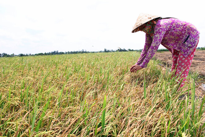 Chị Nguyễn Thị Xuân (xã Song Phụng, huyện Long Phú, Sóc Trăng) thăm cánh đồng lúa bị lép hạt dần do ảnh hưởng hạn, mặn. Chị Xuân tranh thủ bơm nước vào cứu lúa trong đợt có nước ngọt vài ngày vào đầu tháng 3 - 2016 với hy vọng vớt vát số lúa chưa bị hư, đủ bù đắp lại tiền phân, thuốc trừ sâu đã đầu tư - Ảnh: Chí Quốc