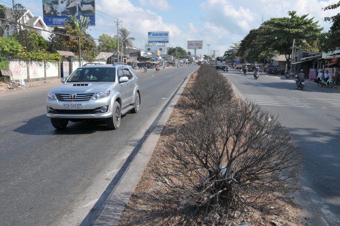 Cây chết khô trên dải phân cách - Ảnh: T.Tú