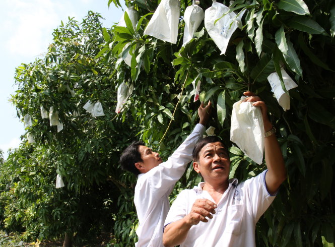 Phần lớn xoài tại xã Mỹ Xương (huyện Cao Lãnh, Đồng Tháp) đều sử dụng túi giấy Đài Loan, tất cả lô xoài xuất khẩu tại địa phương này đều được kiểm dịch và không phát hiện bất kỳ chất lạ nào  - Ảnh: V.TR.