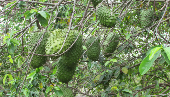 Trái mãng cầu trĩu nặng trên cành