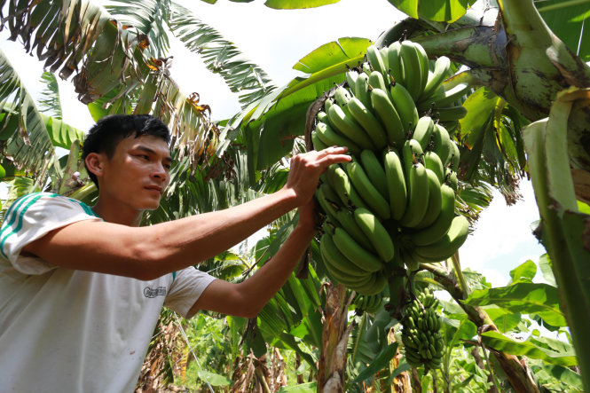 Anh Bùi Văn Hậu (công nhân Công ty TNHH Hoàn Vũ) bẻ các nụ chuối trước khi thu hoạch, đóng thùng và xuất khẩu - Ảnh: Tiến Thành