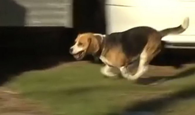 Chú chó Snoopy, 