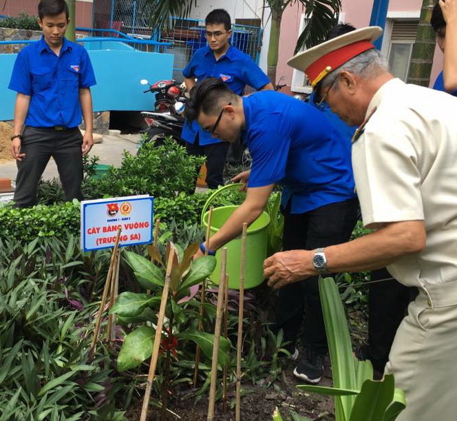 Cây bàng vuông được bạn trẻ và người dân Q.5 (TP.HCM) trồng tại công viên - Ảnh: C.K.