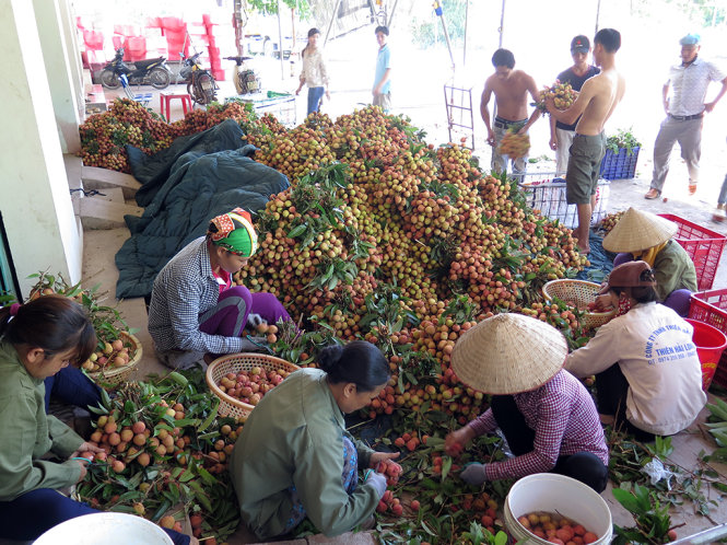 Một điểm cân vải thiều ở thị trấn Kim (huyện Lục Ngạn, Bắc Giang) để đưa đi tiêu thụ