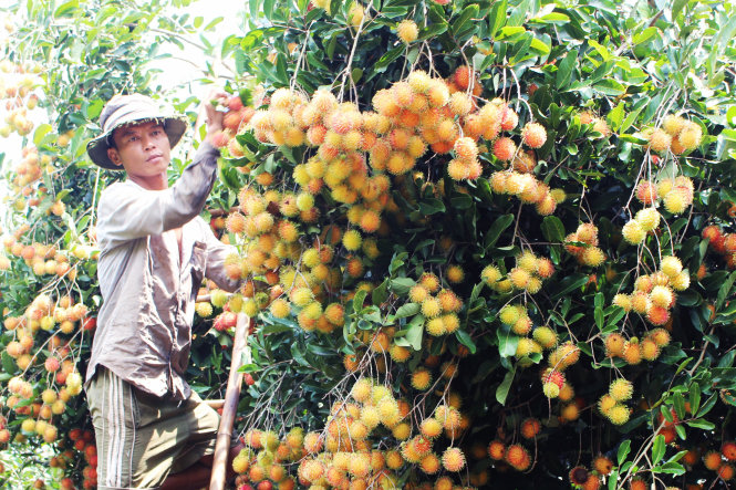 Người dân Đồng Nai thu hoạch chôm chôm tróc - Ảnh: A.L.