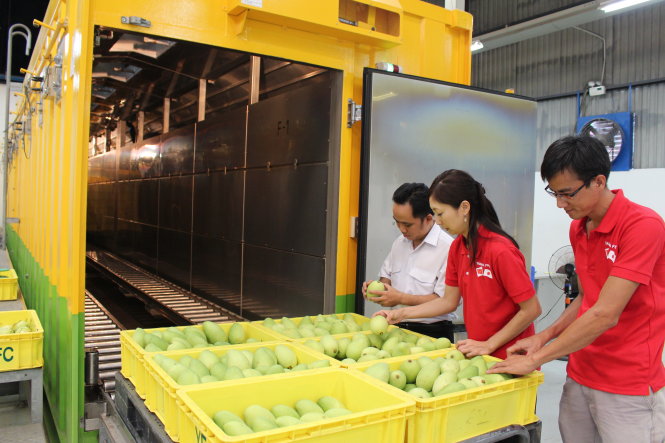 Xoài cát chu được Công ty Yasaka (Bình Dương) đưa vào máy chiếu xạ trước khi đóng gói xuất sang thị trường Nhật - Ảnh: Trần Mạnh