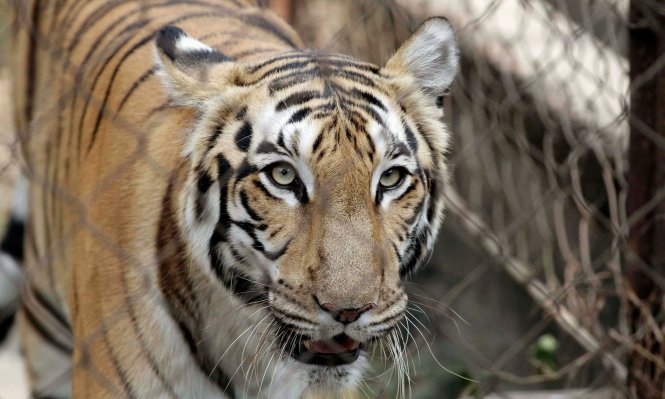 Vụ hổ tấn công và sát hại nhân viên vườn thú xảy ra tại công viên Terra Natura ở Benidorm, Tây Ban Nha - Ảnh: AP