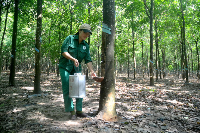 Lê Thị An đang lấy mủ cao su - Ảnh: QUANG PHƯƠNG