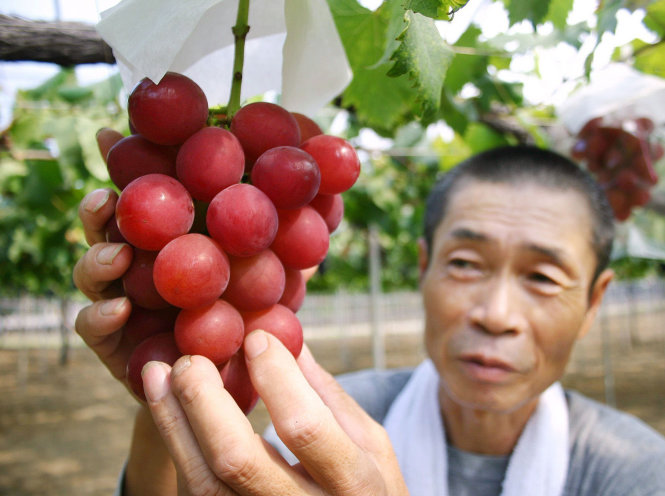 Một chùm nho Ruby Roman đạt chuẩn điển hình - Ảnh: AFP
