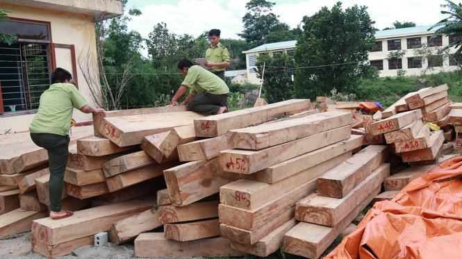 Số gỗ pơ mu bị lâm tặc đốn hạ, cưa từng phách bị lực lượng chức năng tạm giữ - Ảnh: C.THÀNH