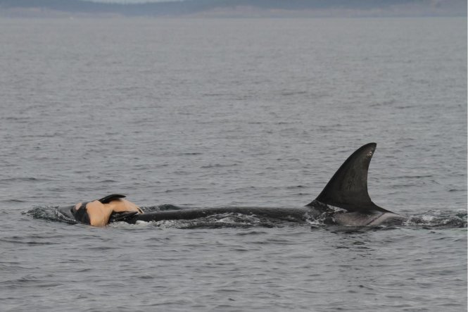 Video cảnh cá voi mẹ chở cá voi con đã chết bơi trong nước trong nhiều ngày - Nguồn: Dolphin Safari